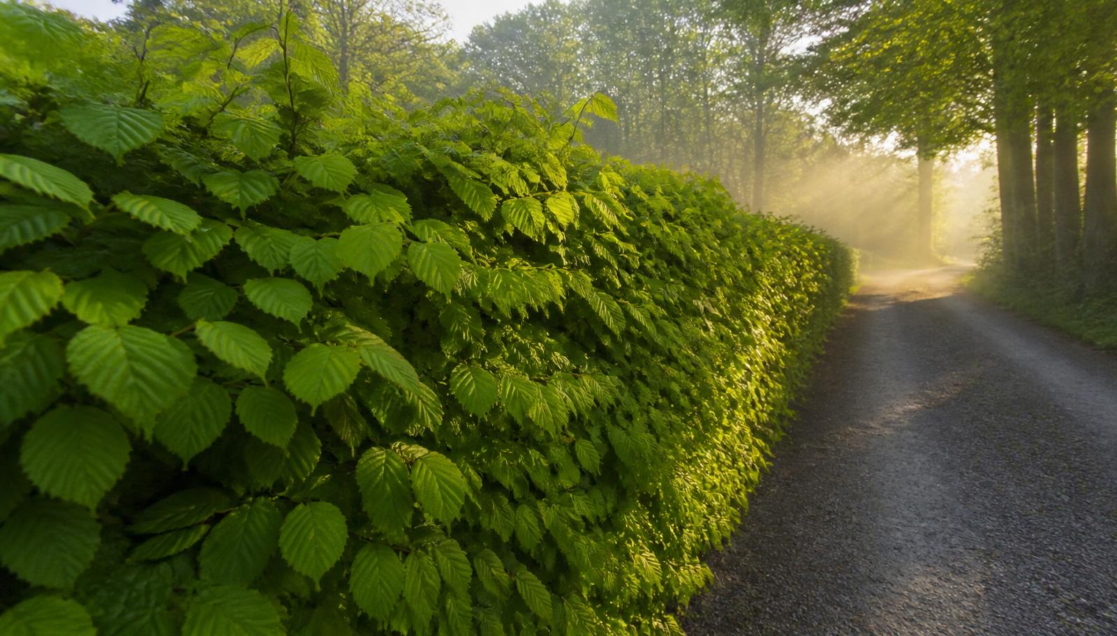 Avenboksgödning — Avenbok Carpinus betulus